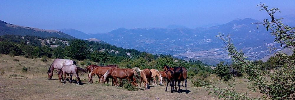cavalli sul Pollino e valle del Mercure
