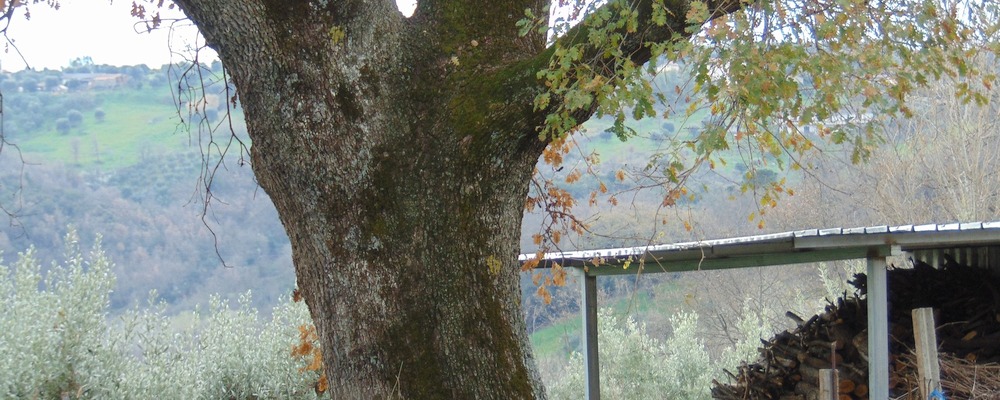 Una quercia